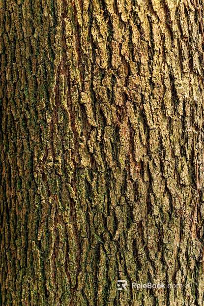 bark texture