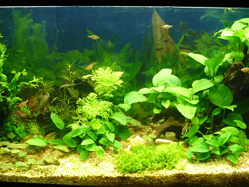 Fish tank texture (ID:ffagg11573)