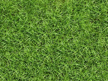 Turf texture (ID:ffajg40264)