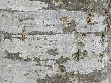 bark texture (ID:ffajg49478)