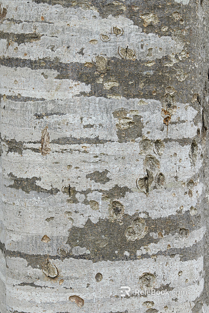 bark texture