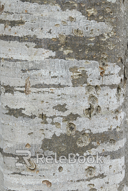 A close-up of a weathered, textured tree bark with moss and lichen growth, showcasing nature's intricate patterns and resilience.