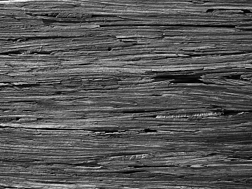 black and white wood grain wood wood wood oak texture (ID:ffach023284)