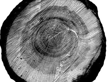 annual rings texture (ID:ffagg13225)