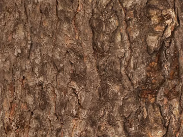 bark texture (ID:ffach533931)