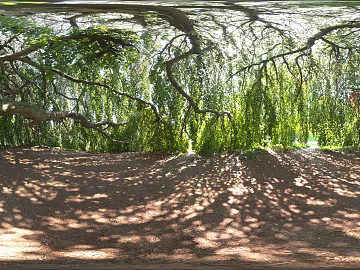 Outdoor Woods Day HDR Map texture (ID:ffabg17141)