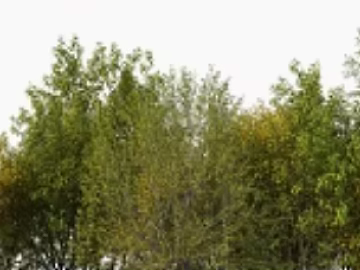 Yellow-green forest with outdoor landscape texture (ID:ffaeh653956)