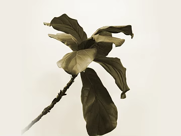 leaves texture (ID:ffacg31205)