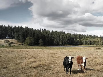 Wild Scenery texture (ID:ffagg01082)