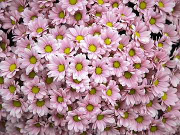 Flowers texture (ID:ffabg35810)