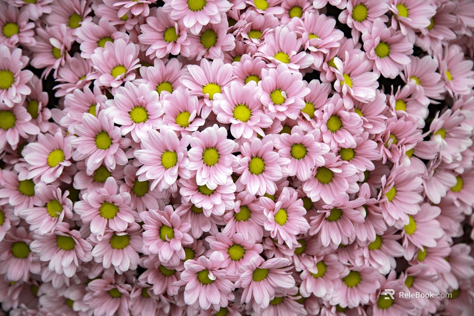 Flowers texture