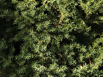 Plants texture (ID:ffabg08240)