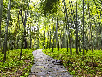 Bamboo Forest texture (ID:ffach907475)