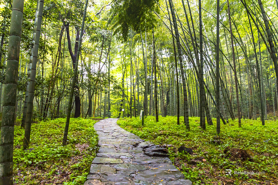 Bamboo Forest texture