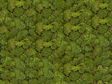 moss texture (ID:ffaag09584)