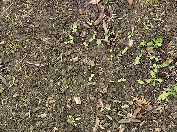 Mud texture (ID:ffajg67908)