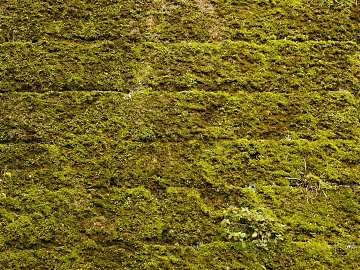 moss texture (ID:ffaff0664)