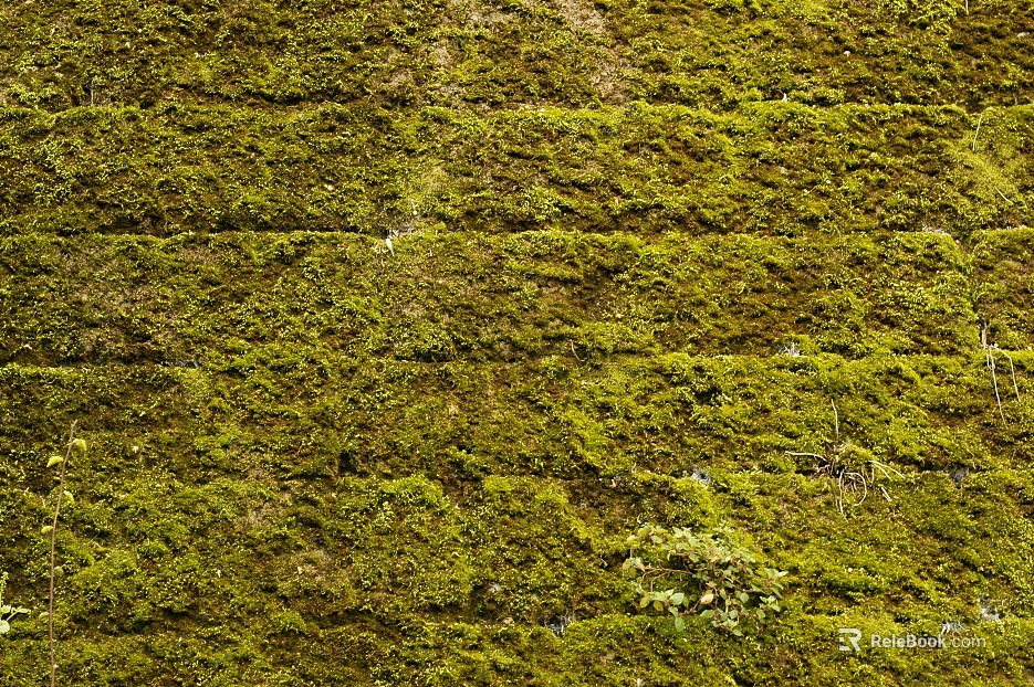 moss texture