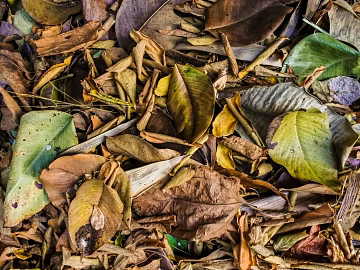 fallen leaves texture (ID:ffabg19360)