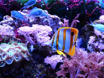Fish tank texture (ID:ffach444674)