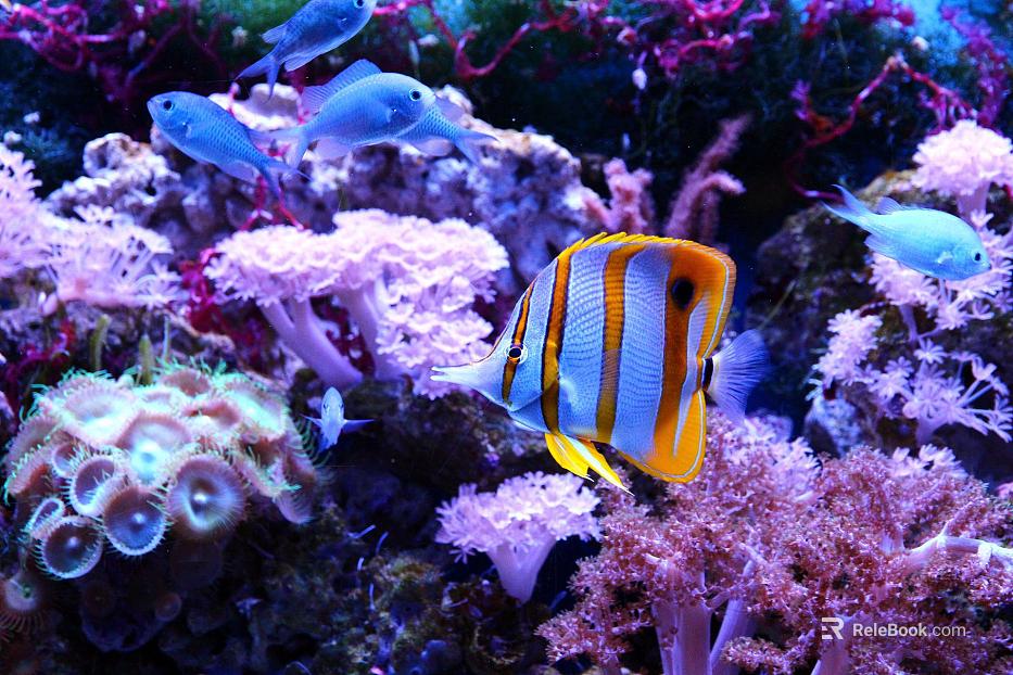 Fish tank texture