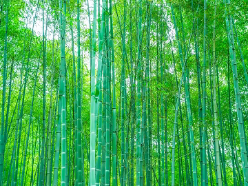 Bamboo Forest texture (ID:ffaeg60524)