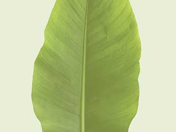 Fresh green plant leaf decoration material texture (ID:ffaeh015739)