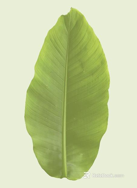 Fresh green plant leaf decoration material texture