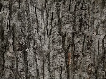 bark texture (ID:ffajg34451)