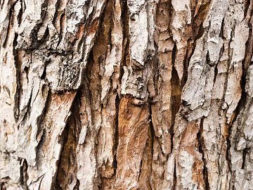bark texture (ID:ffach383803)