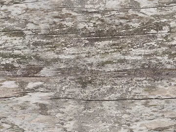 bark trunk 3d model