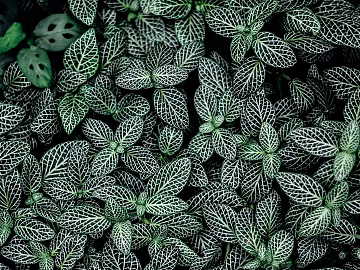 leaves texture (ID:ffabg73762)