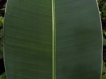 leaves texture (ID:ffagg39435)