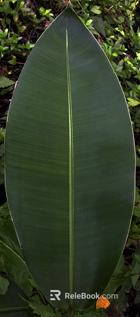leaves texture