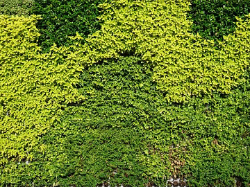 Plants texture (ID:ffaeg37528)