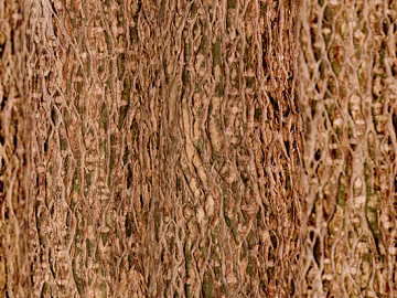 bark 3d model