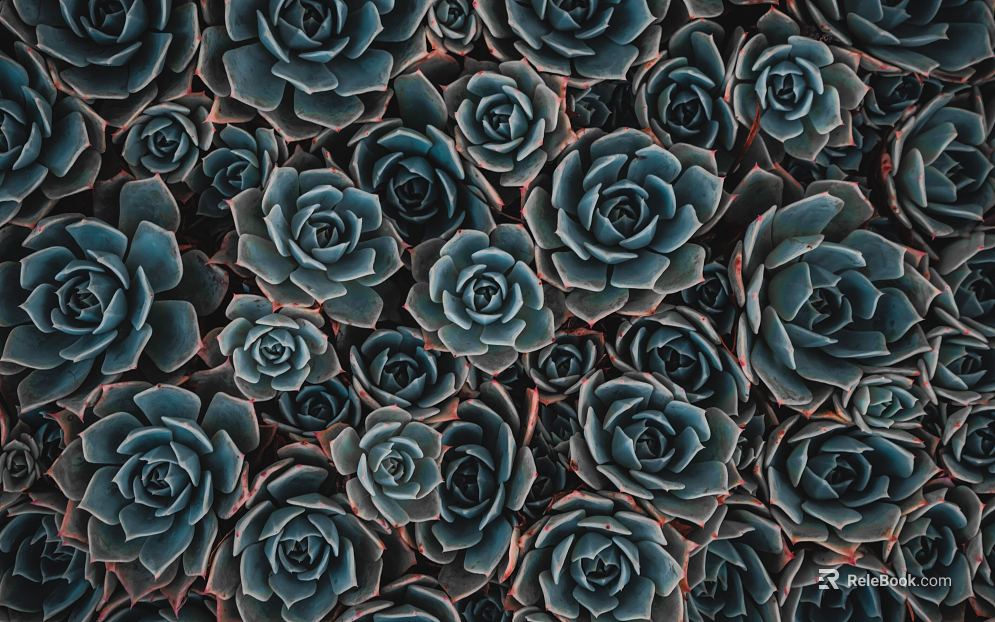 succulents texture
