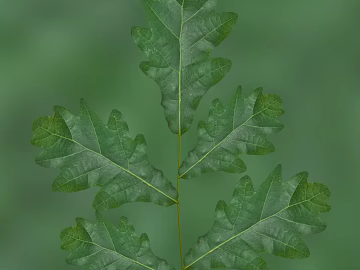 leaves texture (ID:ffaeg42169)