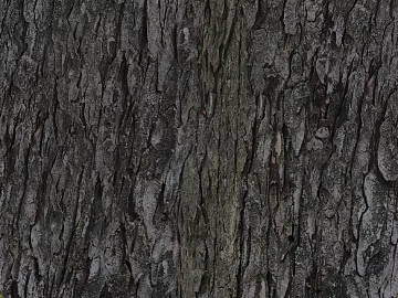 bark texture (ID:ffaeg77690)