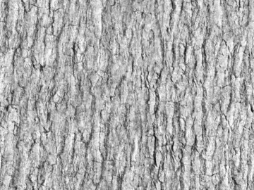 bark texture (ID:ffajg04730)