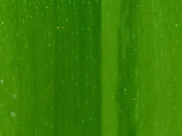 leaves texture (ID:ffaag44307)