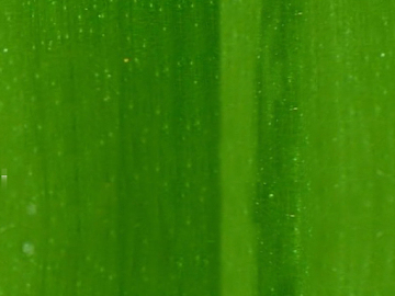 leaves texture (ID:ffaag44307)