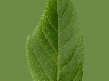 green leaf texture (ID:ffajg96960)