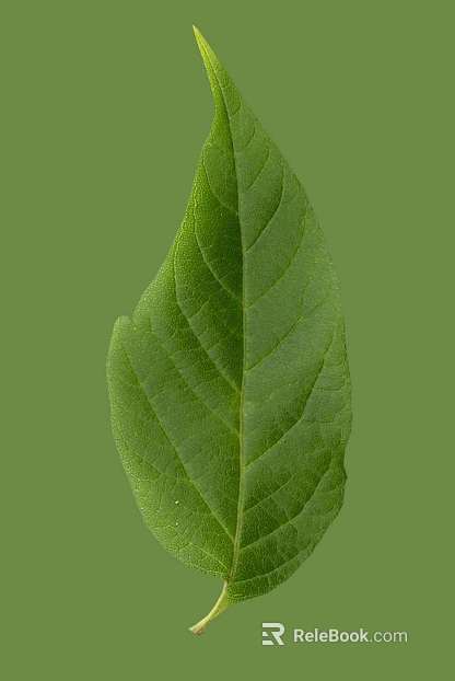 green leaf texture