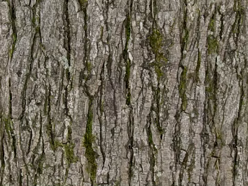 bark texture (ID:ffajg00403)