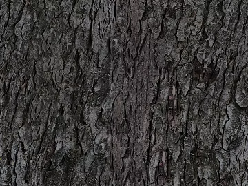 bark texture (ID:ffagg87408)