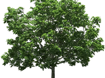 Plants texture (ID:ffabg53022)