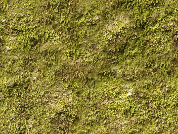 moss texture (ID:ffhbd58)